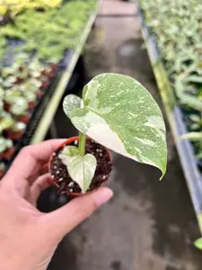 Monstera Thai Constellation - Growers Choice Pot 4” Indoor Plants -  Houseplant - Tropical Foliage