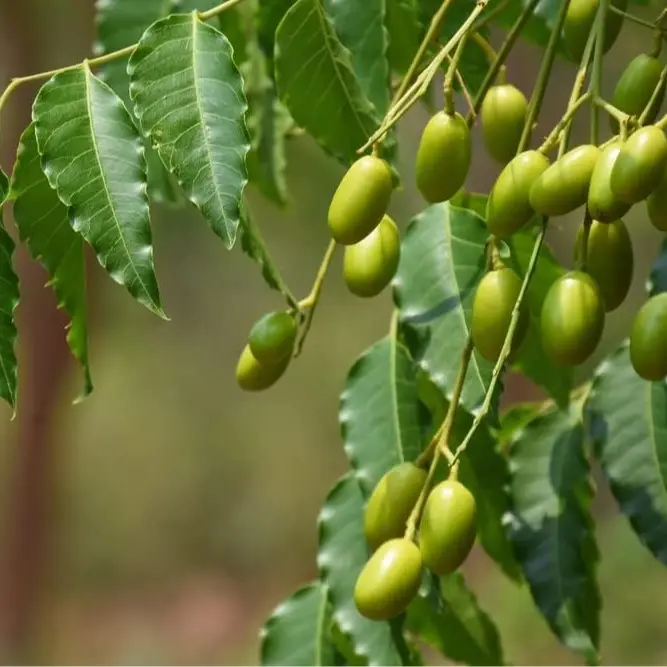 CZ GRAIN Neem Tree Seeds - 10 High-Quality Seeds for Gardeners, with Nature-Focused Benefits, Easy Growing, Sustainable Garden Addition, Medicinal Uses, Skin Care & Natural Pest Control