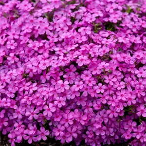 Green River 50 Ruby Riot Phlox Seeds - Bold Scarlet Blooms, Cottage Garden Feature, Perennial Color Splash, All Seasons Pollinator Friendly & Easy To Grow