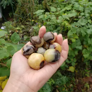 One Septarian Crystal Tumble