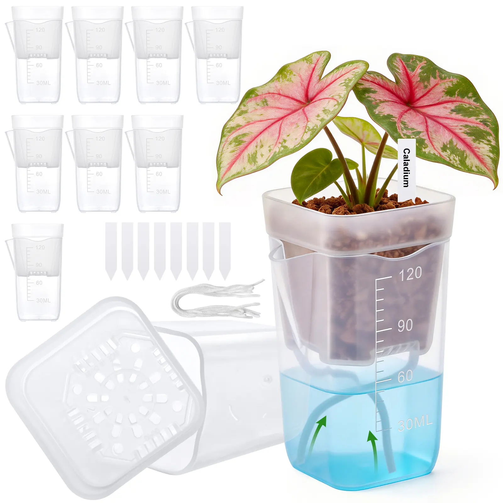 Clear Self Watering Plant Pots with Water Level Indicator, Mini Nursery Planters for Seedlings, Cuttings, Succulents &Alocasia
