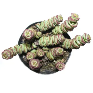 4’ Baby Necklace bedroom sculpture (4inch)