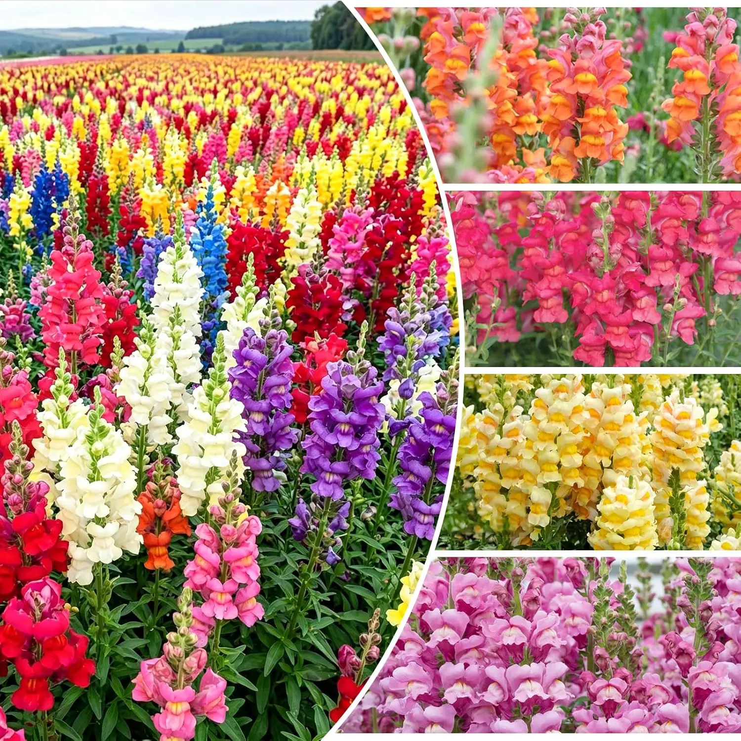 Tetra Snapdragon (Antirrhinum majus) Perennial Flower Seeds - 2000 Pcs Tall Mixed Color, Bronze-Coppers, Vibrant Blooms for Outdoor Gardens, Pollinator Attract, Bouquets (Bag Included), Perennials