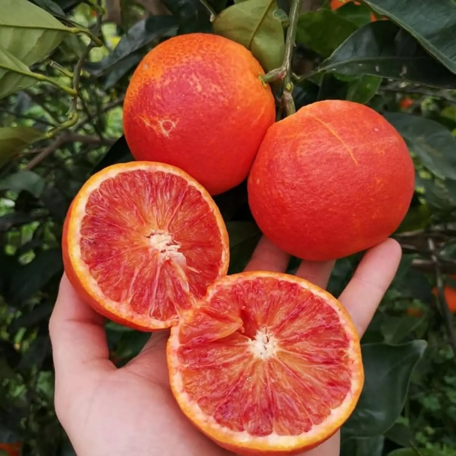 15+ Blood Orange Tree Seed Rare Edible Sweet Juicy Health Fruit Non-GMO Fast Growing & Maintain Great Tasting Indoor Outdoor