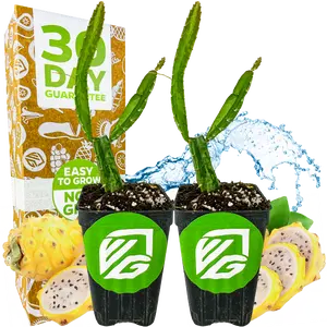 Wellspring Gardens 2-Pack Live Yellow Dragon Fruit Plants Selenicereus megalanthus Easy to Grow All Seasons
