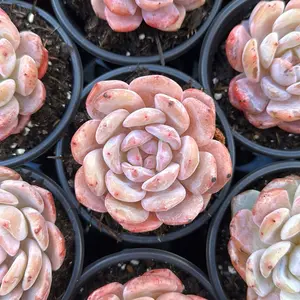Echeveria 'Snow Angel' - Bare Root Succulents - Terra Tales