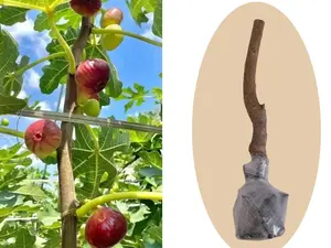 （WL#FF）Healthy Fig Tree Seedling for Container and Backyard Gardening, Suitable for Indoor and Outdoor Planting, Easy-to-Care Sweet Fruit Tree for Home Gardeners