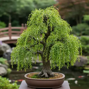 Bonsai Dwarf Weeping Willow Tree - Large Thick Trunk Cutting - Ready to Plant - Get a Rare Dwarf Bonsai Tree Very Fast