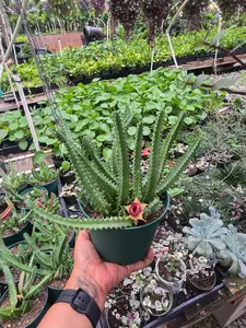 Stapelia Huernia Life Saver - Unique Star-Shaped Flowers & Glossy Center - 4-Inch Nursery Pot - Easy Care Succulent Plant