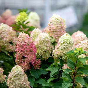 3 Pack - Peegee Hydrangea Seedling for Growing - 1 Year Seedlings - Ready to Plant