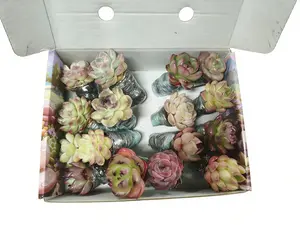 15 succulent plants set for succulents newbies, gardening enthusiasts, DIY projects, and live succulents for wedding gifts