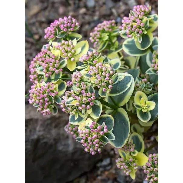 SEDUM LIME TWISTER -MN OUTDOOR PERENNIAL 4" POT
