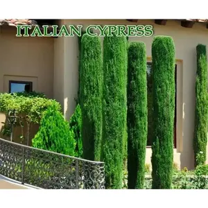 Italian cypress Tree Seeds (Cupressus sempervirens) Also Know as,Tuscan, or Graveyard Cypress,