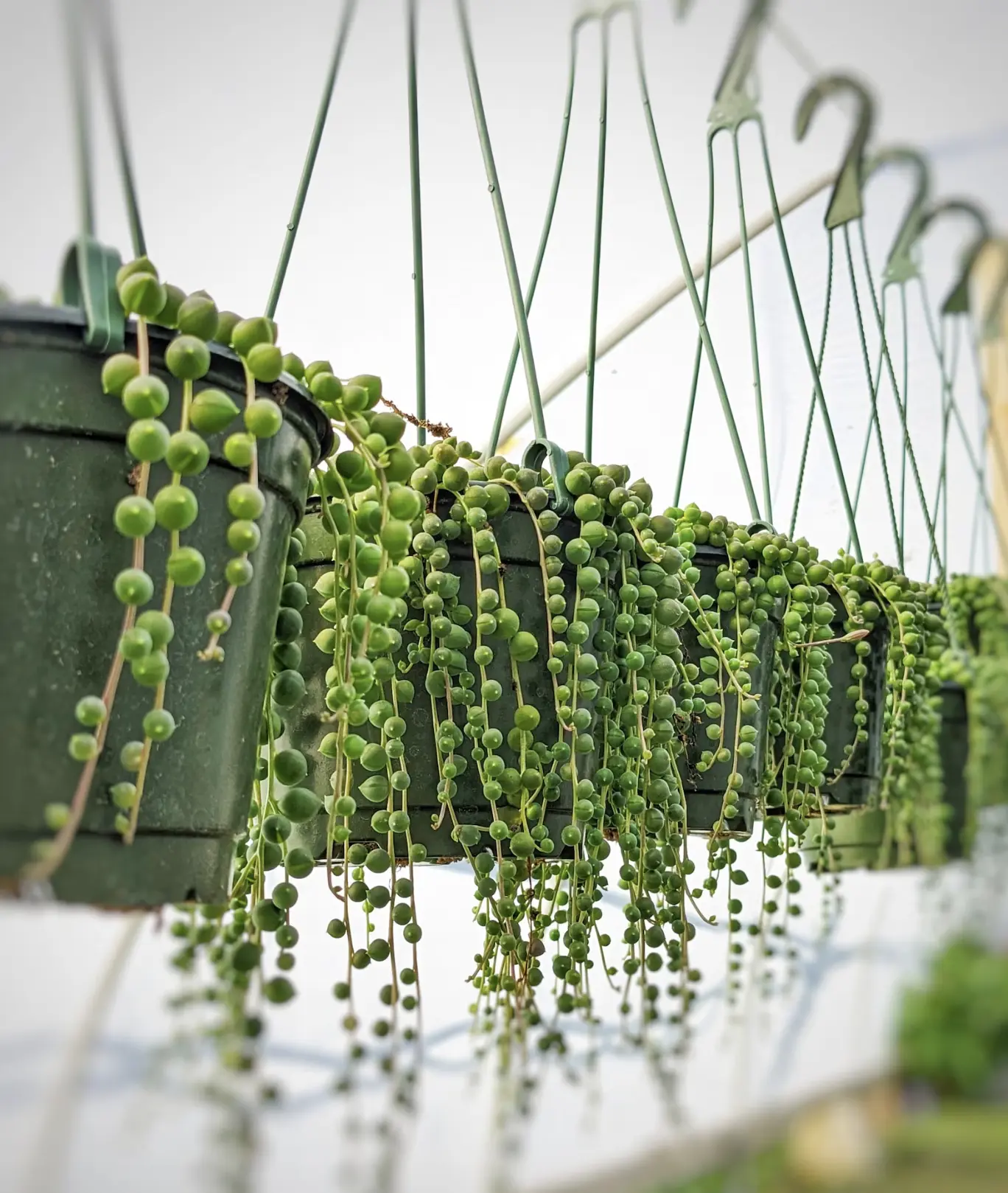 String of Pearls, 6" Hanging Plant, House Plants
