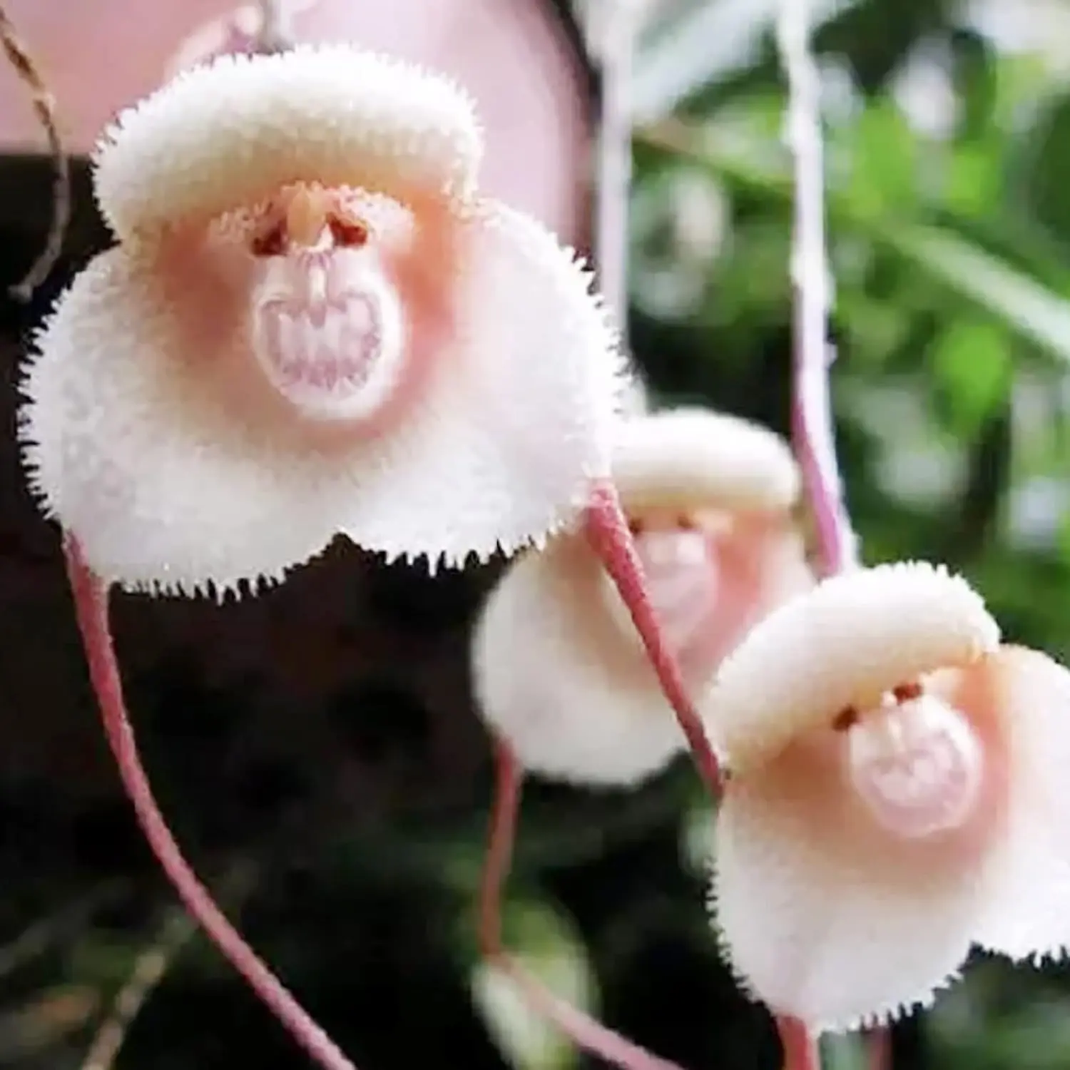 "100pcs Monkey Face Orchid Seeds - Grow Rare Dracula Simia Blooms That Wow!