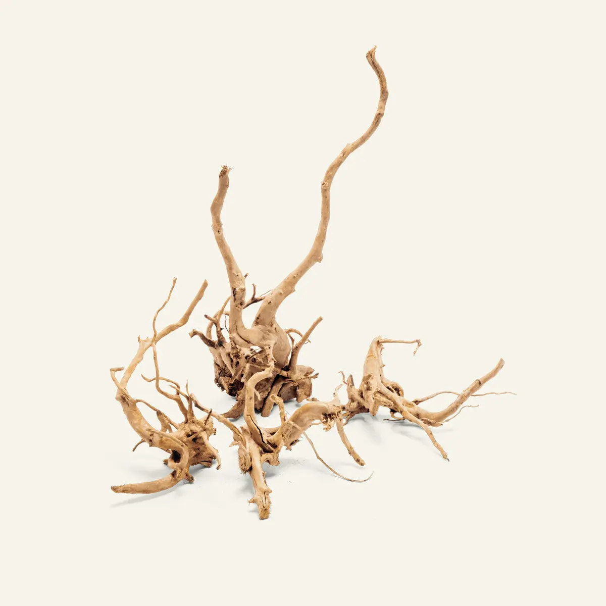 Spider Wood