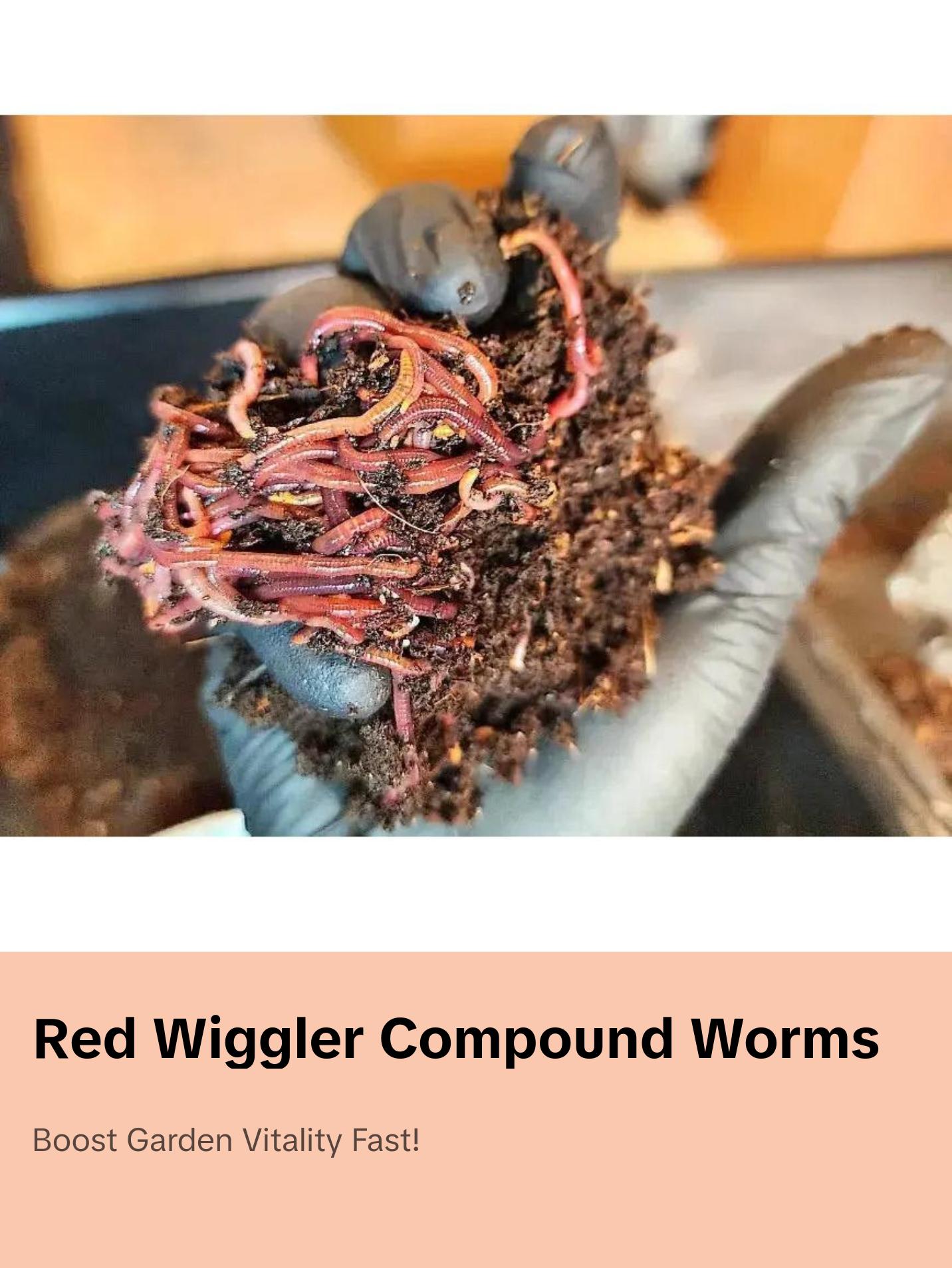 Pure Red Wigglers Composting and Gardening Worms Eisenia Fetida 1/4 lbs 250 Count for Rich Nutrient Dense Soil and Healthy Plants Coconut Fiber Substrate