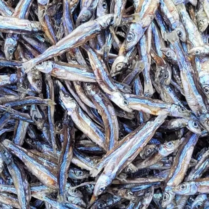 ANCHOVY FISH- Dangaa ANCHOVY FISH- Dangaa