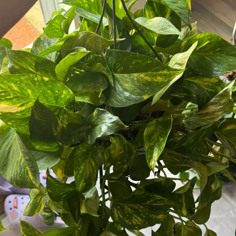 Pothos Hawaiian Golden Hanging Basket Live Houseplant - Easy Care Epipremnum Pothos Hawaiian Golden Hanging Basket Live Houseplant - Easy Care Epipremnum