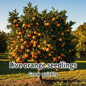 Heirloom Orange Tree Live Plant – Classic Citrus Tree for Home Orchard & Garden