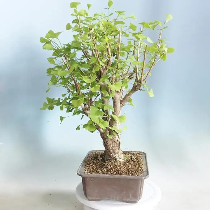 Poplar Bonsai Tree Forest Cuttings to Grow - Easy to Grow Indoor or Outdoor Bonsai Plant