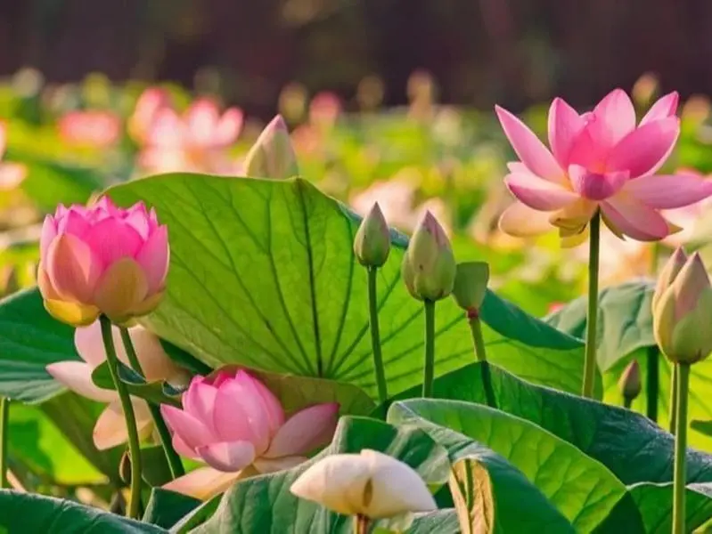 Water Lily Fertilizer