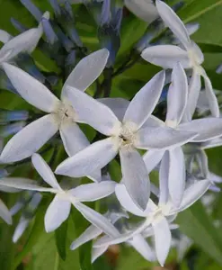 Amsonia illustris | Ozark Bluestar | Shining Blue Star | 10_Seeds