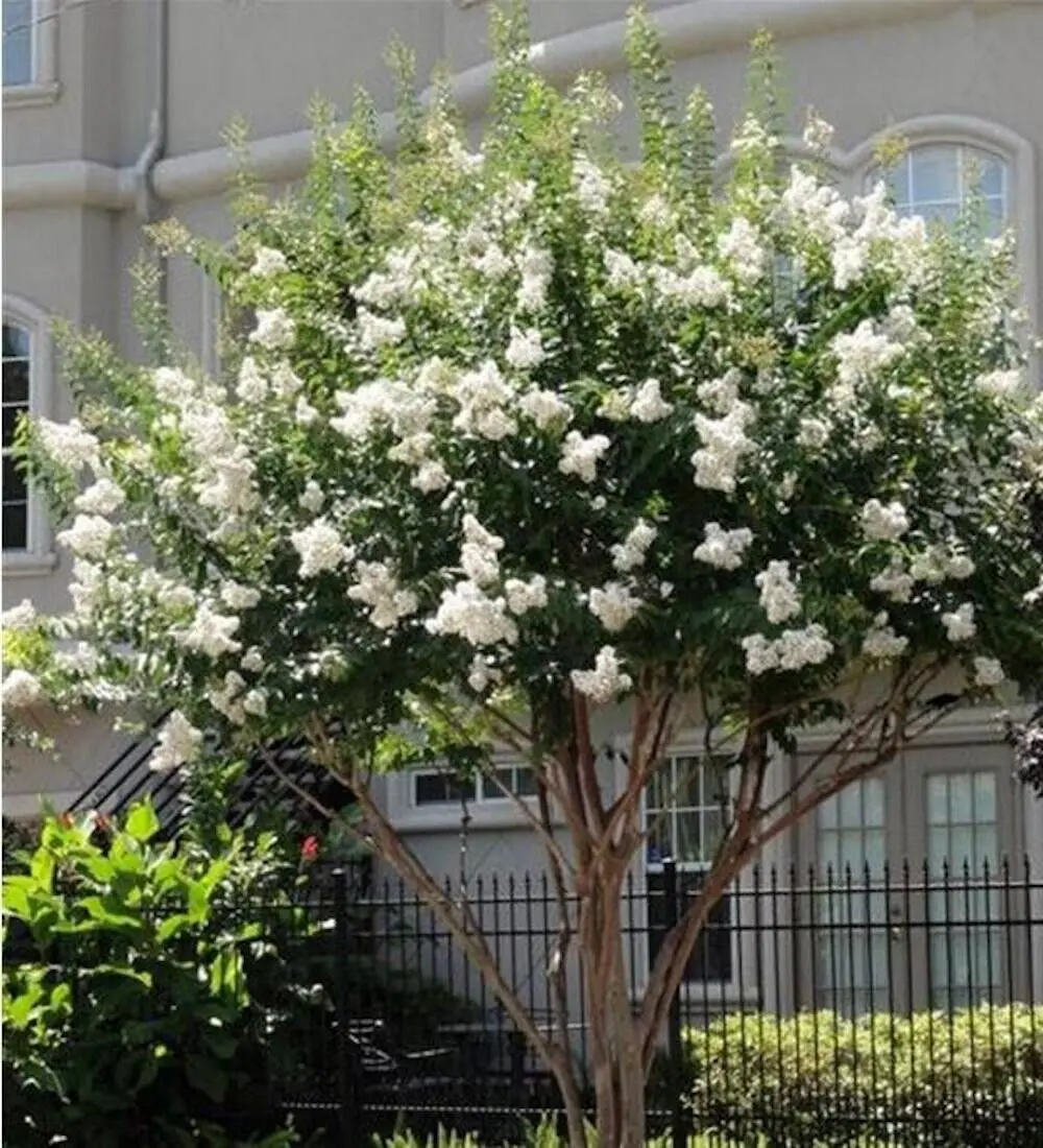 20 Exotic White Crape Myrtle Seeds rare flower exotic tree plant for garden flower