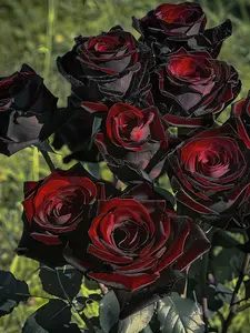 300 PCS Black Red Rose Seeds – Rare-Look Rose Flowers with Rich Color Contrast for Outdoor Gardening – Seeds Only, Not Plants