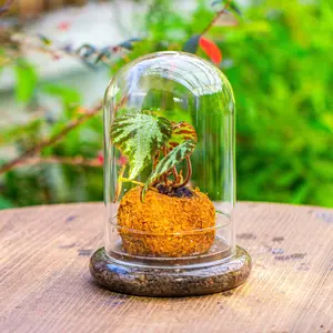 NCYP Glass Dome Cloche with Base and Air Hole, 5.9 x 5.9 x 8.2 Inches, Indoor Tabletop Terrarium for Plants, Moss, Home Decorative Planter, Terrarium Only