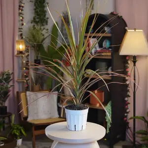 Dracanea Marginata Bicolor - 4”