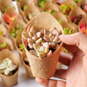 Favor--Succulent Favor--Bridal Shower Favor--Baby Shower Favor--Burlap Wraps+Tags--Live Succulent Plant