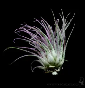 Tillandsia Ionantha Lilac