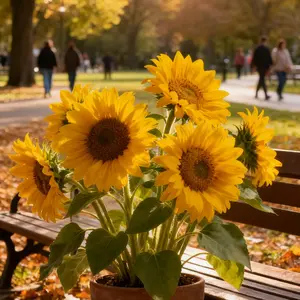 50Pcs Classic Sunflower Seeds – Easy to Grow Garden Flower Seeds with Bright Yellow Blooms (Seeds Only, Not Live Plants)