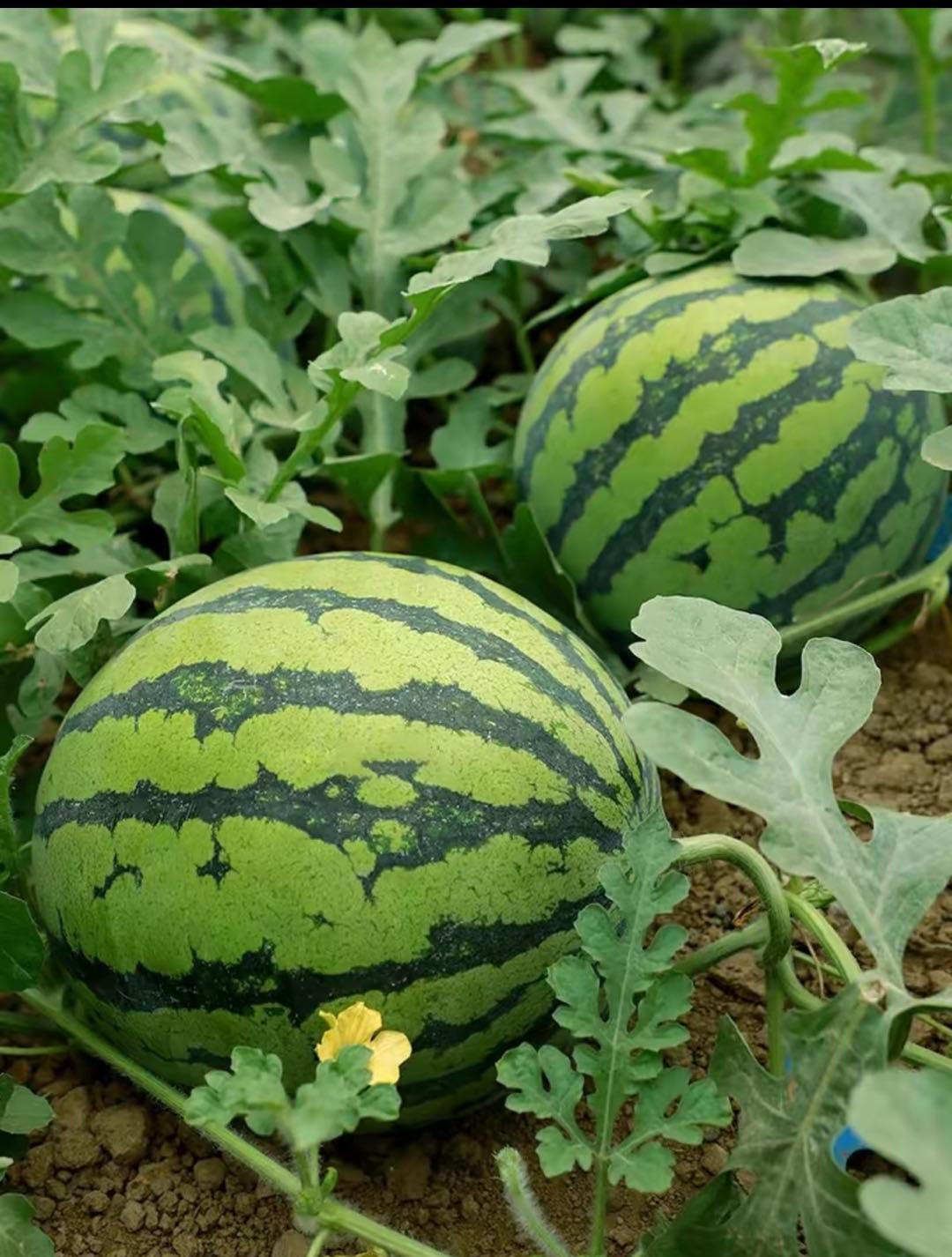 100 PCS Watermelon Seeds, Lazy Man's Watermelon, for Planting Heirloom and Non GMO, Seeded Watermelon, Nutritious, Can be Replanted Every Year