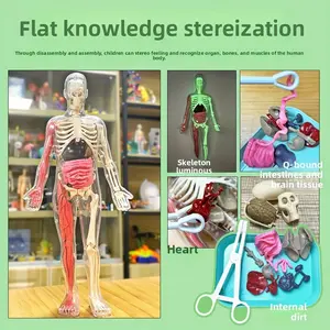 Human Anatomy Model Kit, 30-Piece Science Experiment Set, Educational DIY Toy for Students, Medical Teaching Aid, Bone Organ Study Tool, Human Body Model, Skeletal Muscles, Medical Study Tools, Internal Organs, Skeleton