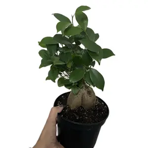 6” Ficus Bonsai