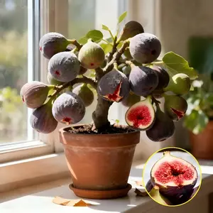 2026 NEW Fig Tree Live Plant – Ficus carica, Perennial Fruit Tree, Hardy and Easy-to-Grow Starter Plant for Gardens & Yards