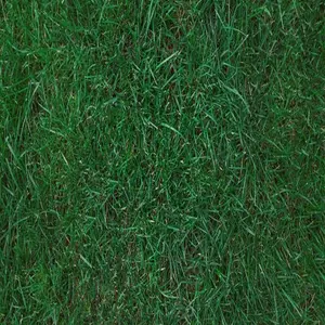 MasterGreen Bluegrass Blend Seed Mix