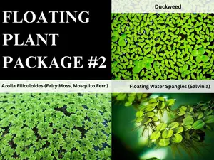 Duckweed, Azolla, Spangles - 3 Plants Pack - Easy Live Aquarium Pond Aquatic Plant
