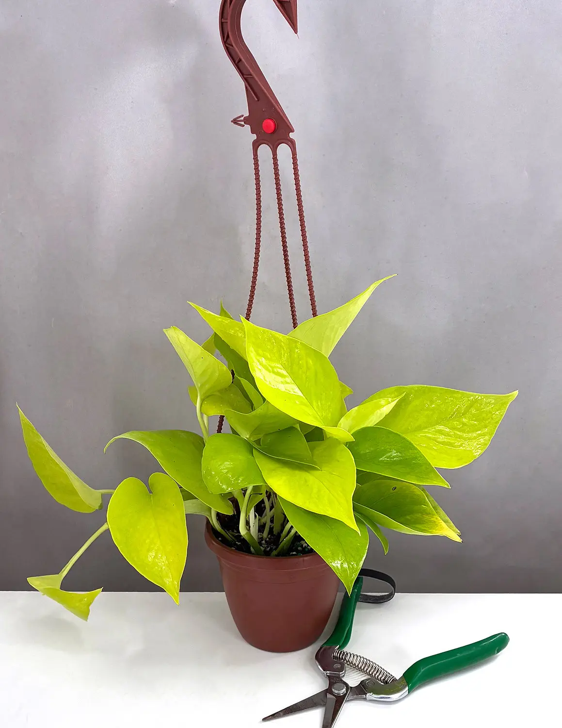 Pothos Neon