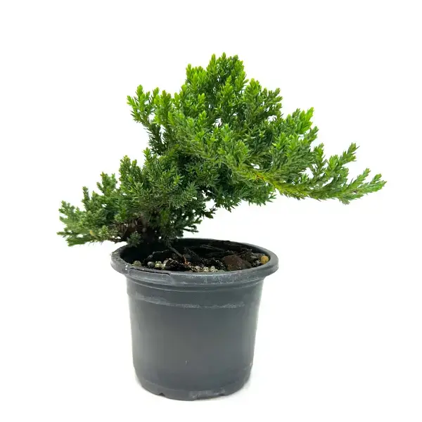 Juniper Bonsai Potted Live Plant 3in - Juniperus Procumbens Nana - Outdoor Evergreen Bonsai - Classic Japanese Style - Needle-Like Foliage - Miniature Tree - Unique Gift - Hardy Greenery - Living Art - Architectural Plant