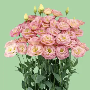 Lisianthus Arosa 'Champagne' seeds