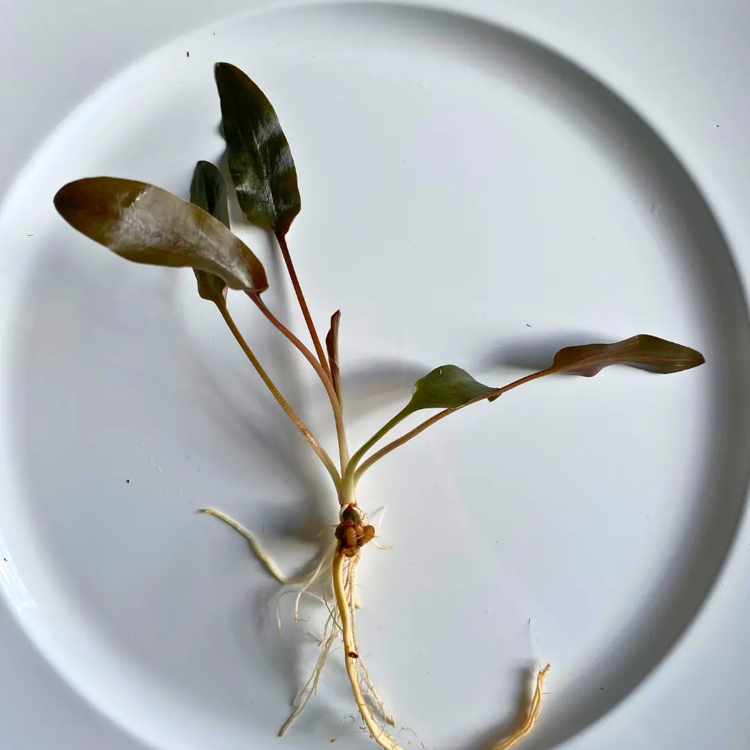 Cryptocoryne Beckettii Live Aquarium Plant Packs—Medium Foreground Plant Easy Beginner Carpeting Live Decor for Fish Tanks