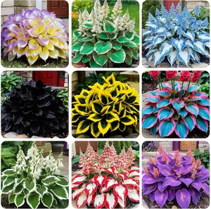 Hosta Seeds for Planting, 300+pcs Rare Perennial Hosta Flower Seeds Plants, Non-GMO Heirloom Long Blooming Plants Shaded Entry Pathway Rare Flowers for Garden Outdoors