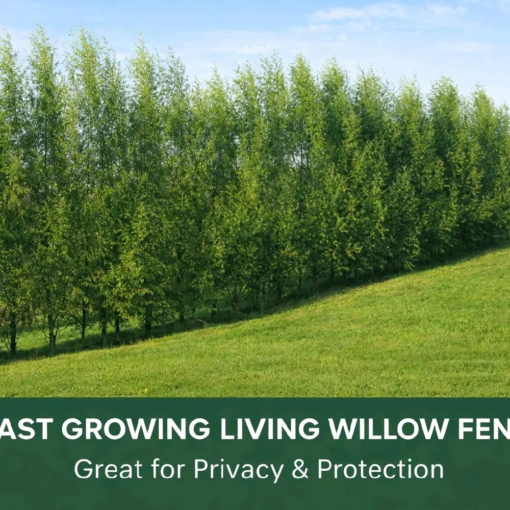 Hybrid Willow Cuttings