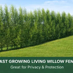 Hybrid Willow Cuttings Hybrid Willow Cuttings