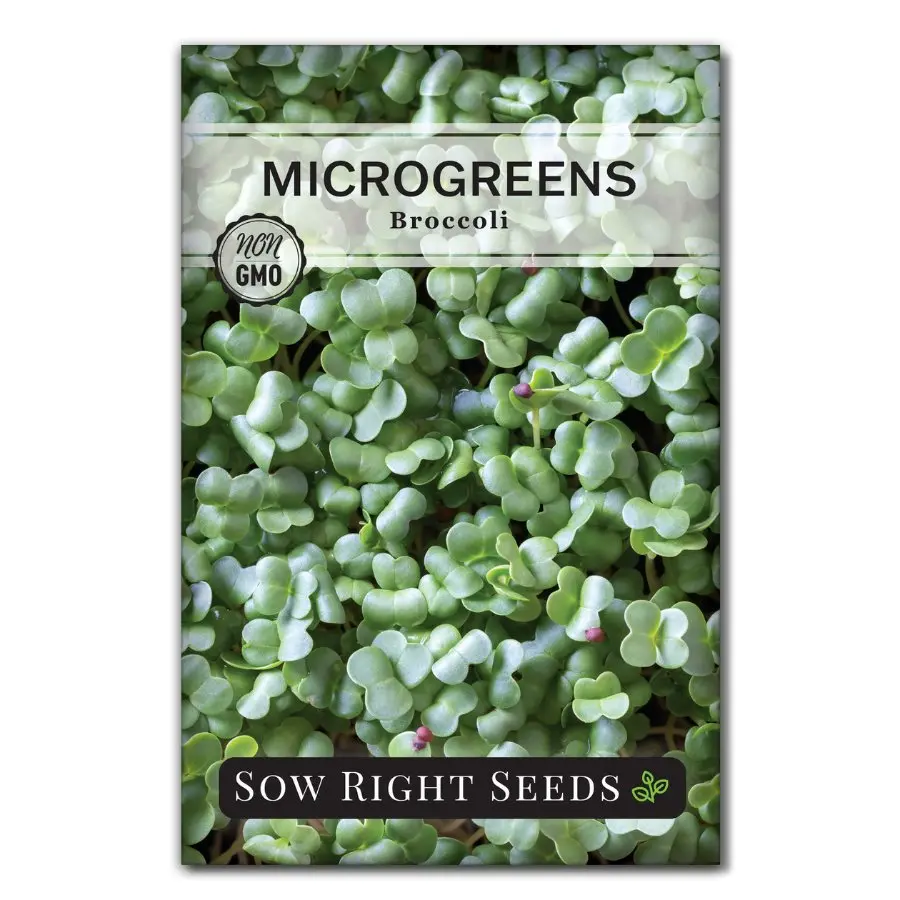 Microgreens Broccoli
