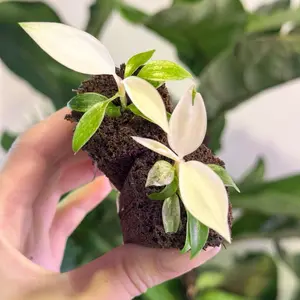 Philodendron Florida Ghost Starter Plant