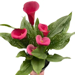 Zantedeschia Calla Lily- Indoor Live Plant, Red, White, Yellow Flowers, Medium Size, Decor-Ready & Gift-Worthy, Bright Light, Low Light